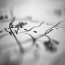 drawing_souto_de_moura
